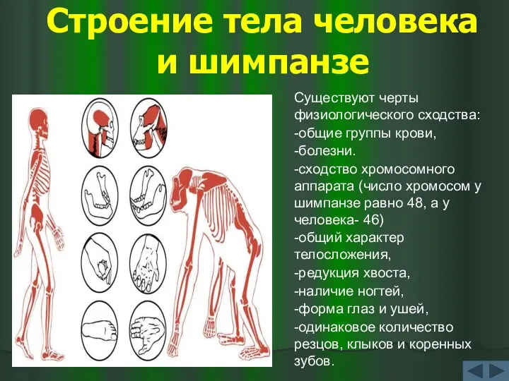 Строение тела человека и шимпанзе Существуют черты физиологического сходства: -общие