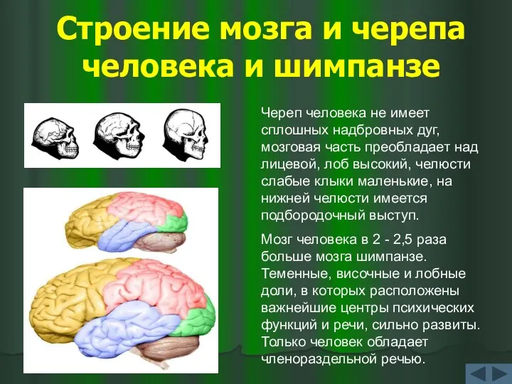 Строение мозга и черепа человека и шимпанзе Череп человека не