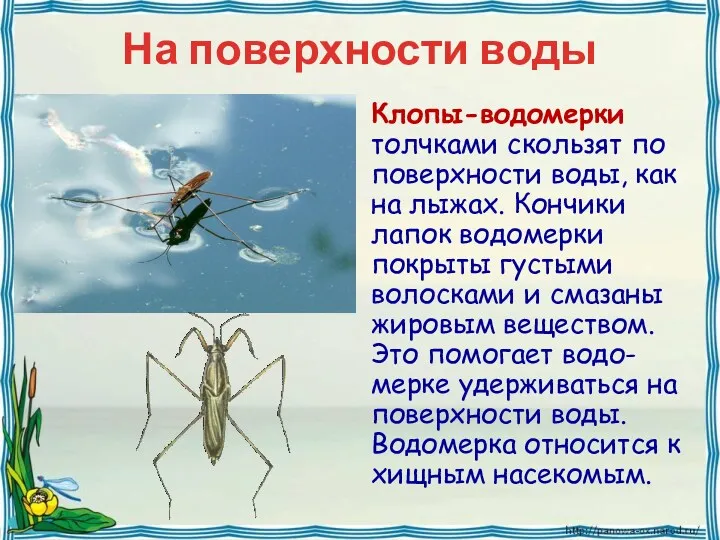 На поверхности воды Клопы-водомерки толчками скользят по поверхности воды, как