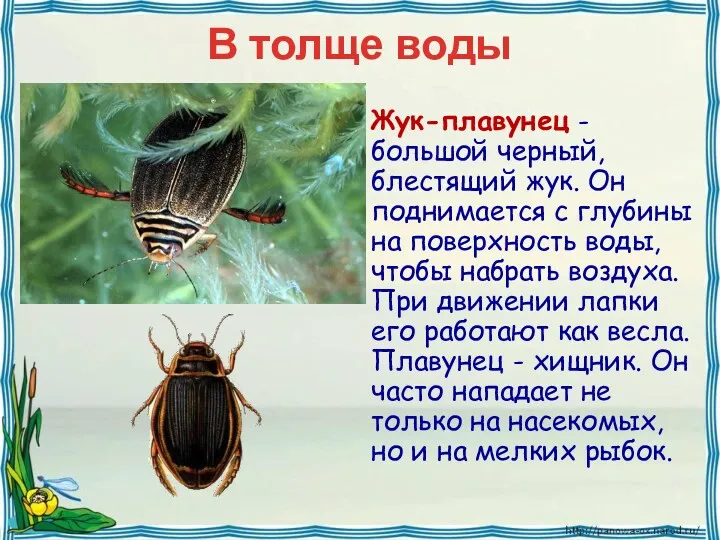 В толще воды Жук-плавунец - большой черный, блестящий жук. Он