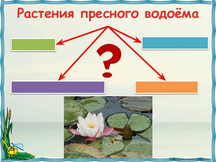 Растения пресного водоёма На берегу На мелководье В толще воды На поверхности воды