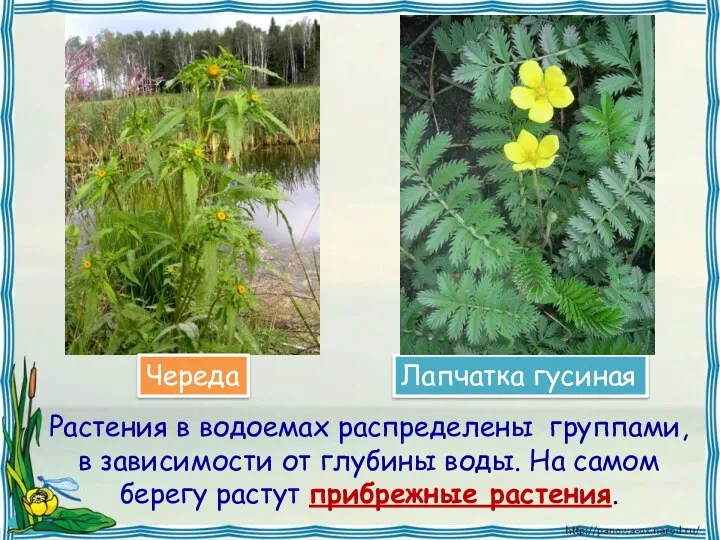 Растения в водоемах распределены группами, в зависимости от глубины воды.