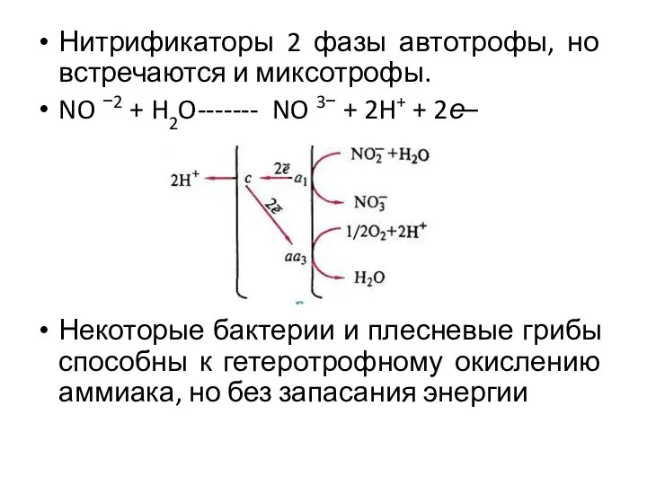 Нитрификаторы 2 фазы автотрофы, но встречаются и миксотрофы. NO −2