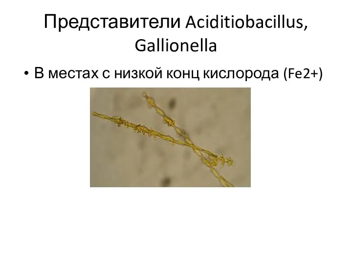 Представители Aciditiobacillus, Gallionella В местах с низкой конц кислорода (Fe2+)