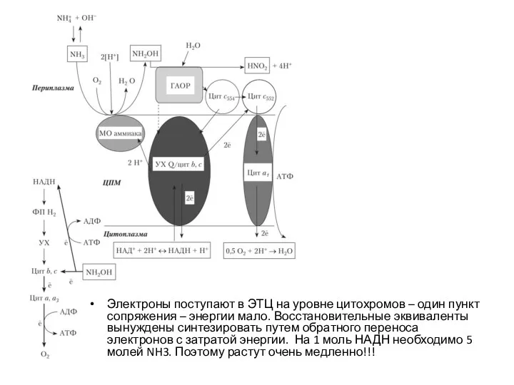 Электроны поступают в ЭТЦ на уровне цитохромов – один пункт