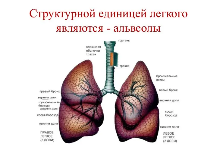 Структурной единицей легкого являются - альвеолы