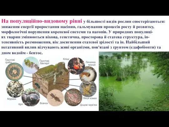 На популяційно-видовому рівні у більшості видів рослин спостерігаються: зниження енергії