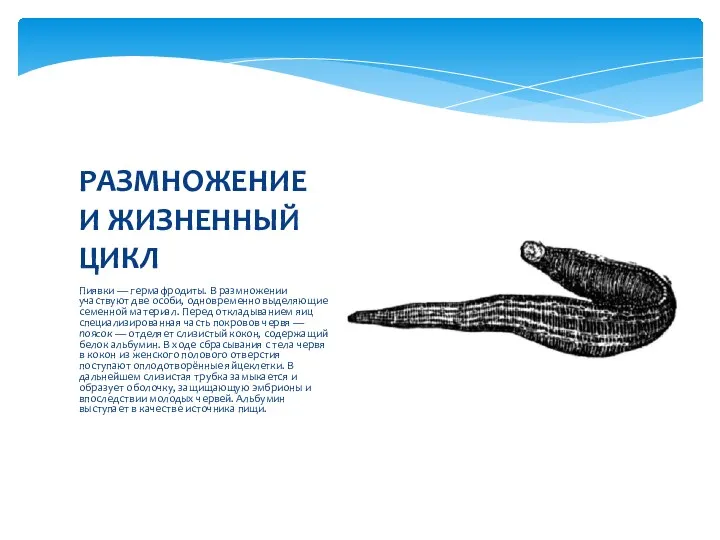 Пиявки — гермафродиты. В размножении участвуют две особи, одновременно выделяющие