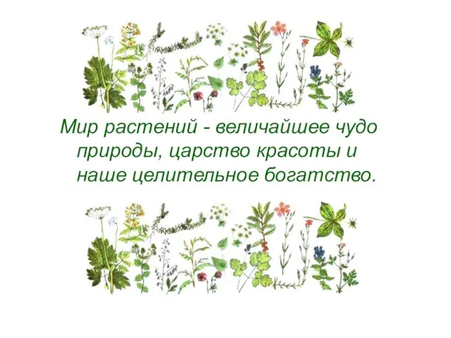 Мир растений - величайшее чудо природы, царство красоты и наше целительное богатство.