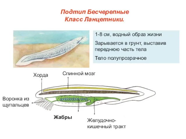 Подтип Бесчерепные Класс Ланцетники. 1-8 см, водный образ жизни Зарывается