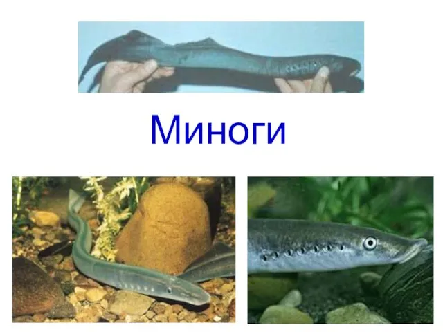 Миноги