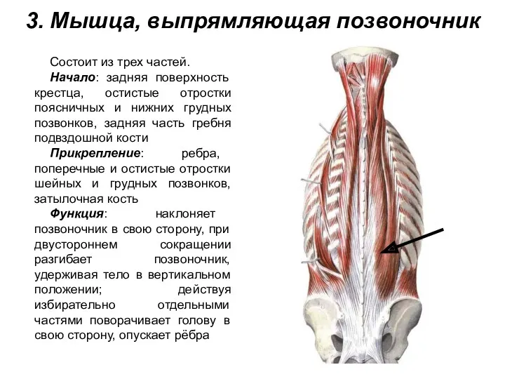 3. Мышца, выпрямляющая позвоночник Состоит из трех частей. Начало: задняя