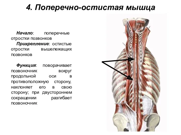 4. Поперечно-остистая мышца Начало: поперечные отростки позвонков Прикрепление: остистые отростки