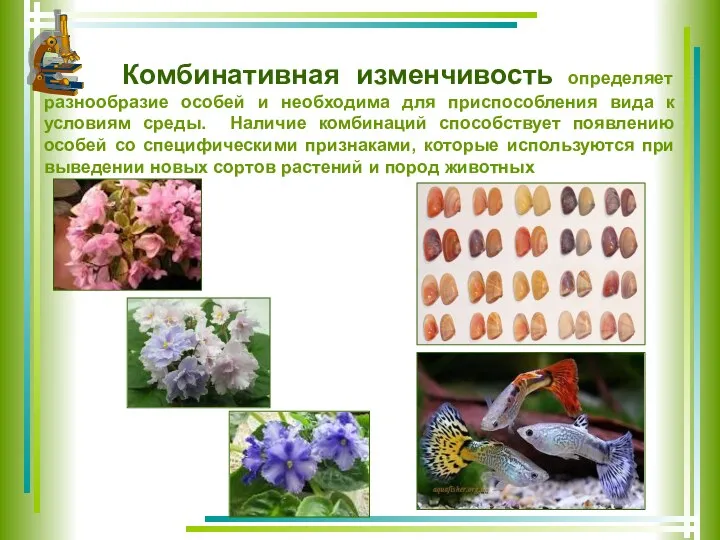 Комбинативная изменчивость определяет разнообразие особей и необходима для приспособления вида