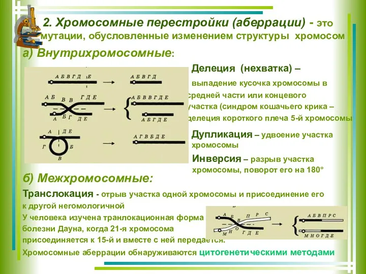 2. Хромосомные перестройки (аберрации) - это мутации, обусловленные изменением структуры