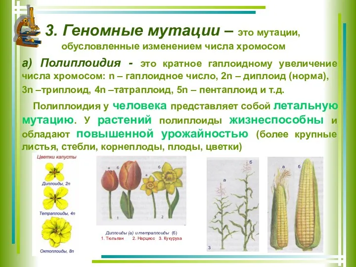 3. Геномные мутации – это мутации, обусловленные изменением числа хромосом