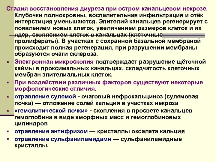 Стадия восстановления диуреза при остром канальцевом некрозе. Клубочки полнокровны, воспалительная