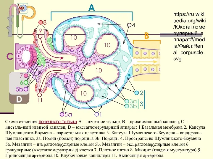 Схема строения почечного тельца А – почечное тельце, В –