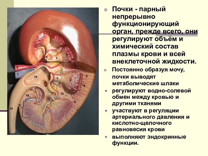 Почки - парный непрерывно функционирующий орган, прежде всего, они регулируют