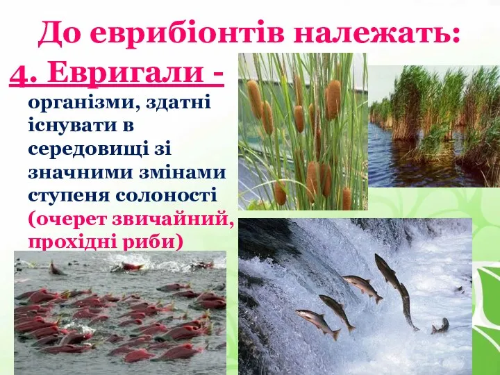 До еврибіонтів належать: 4. Евригали - організми, здатні існувати в