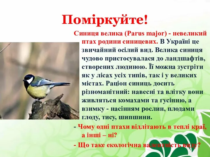 Поміркуйте! Синиця велика (Parus major) - невеликий птах родини синицевих.