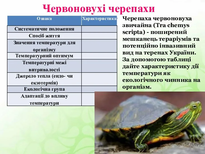 Червоновухі черепахи Черепаха червоновуха звичайна (Tra chemys scripta) - поширений