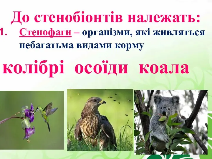 До стенобіонтів належать: Стенофаги – організми, які живляться небагатьма видами корму колібрі осоїди коала