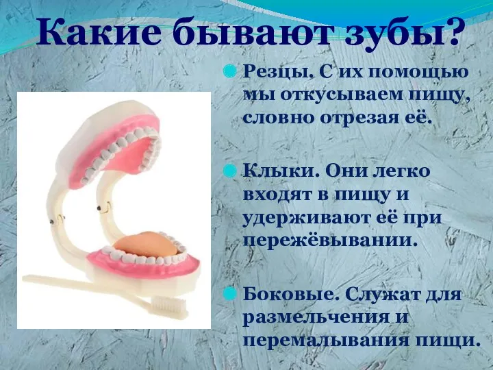 Какие бывают зубы? Резцы. С их помощью мы откусываем пищу,