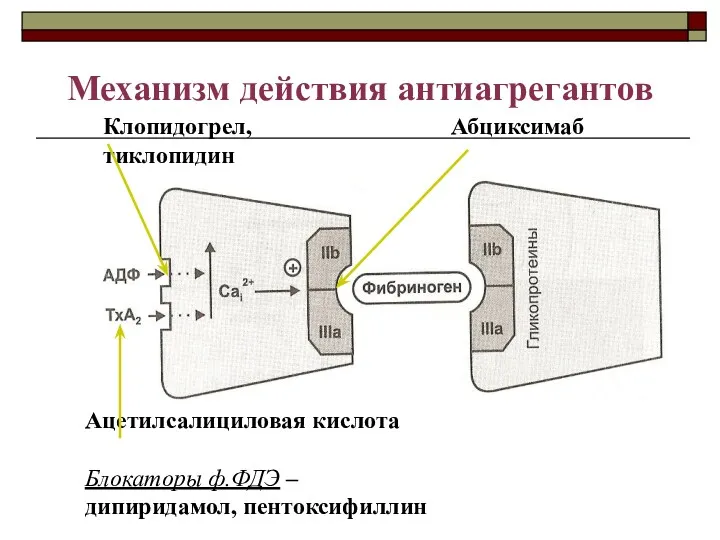 Механизм действия антиагрегантов Абциксимаб Клопидогрел, тиклопидин Ацетилсалициловая кислота Блокаторы ф.ФДЭ – дипиридамол, пентоксифиллин