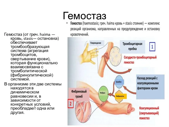 Гемостаз Гемостаз (от греч. haima — кровь, stasis— остановка) обеспечивает