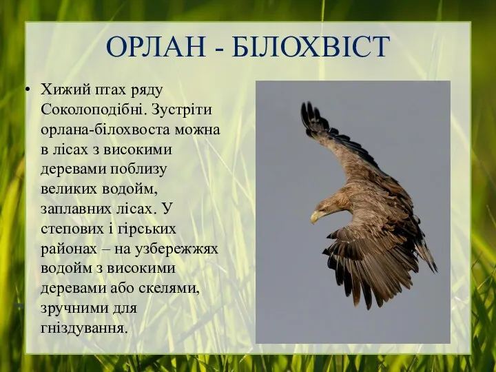 ОРЛАН - БІЛОХВІСТ Хижий птах ряду Соколоподібні. Зустріти орлана-білохвоста можна в лісах з