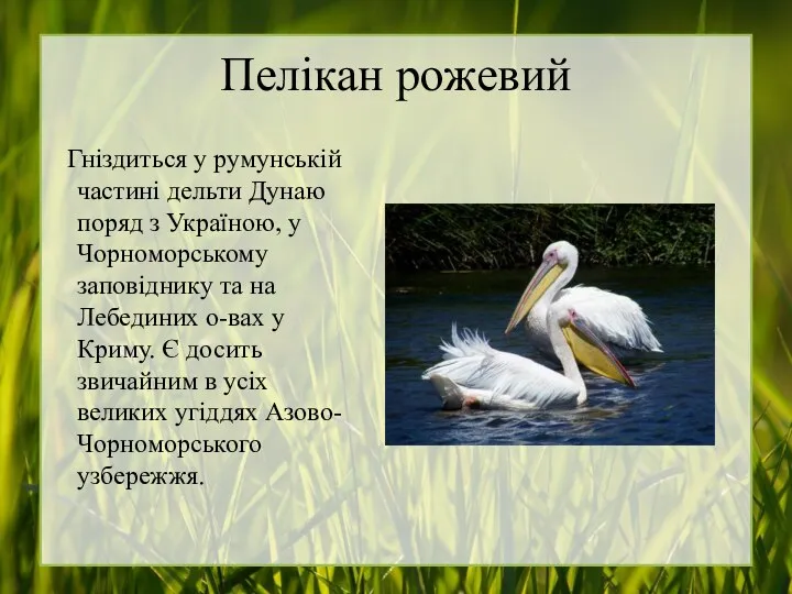 Пелікан рожевий Гніздиться у румунській частині дельти Дунаю поряд з