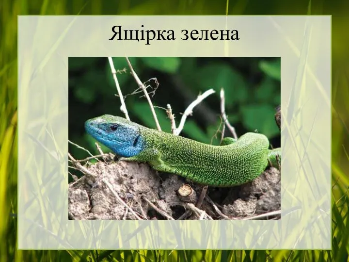 Ящірка зелена