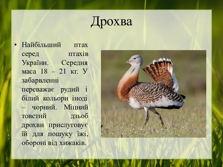 Дрохва Найбільший птах серед птахів України. Середня маса 18 – 21 кг. У