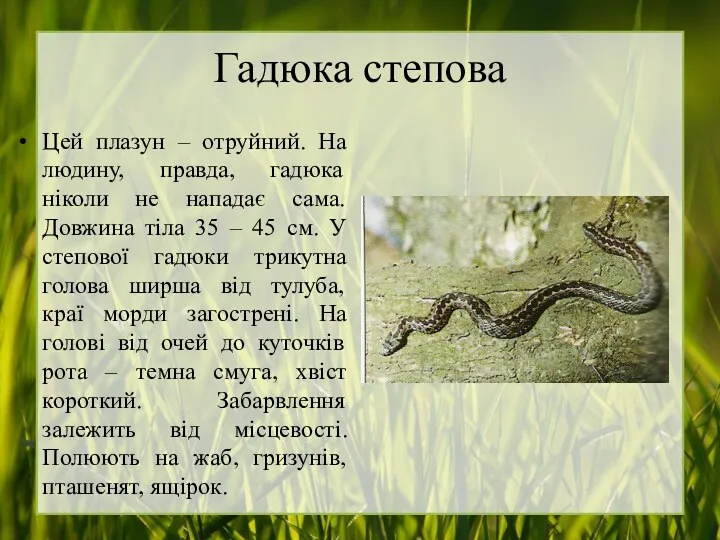 Гадюка степова Цей плазун – отруйний. На людину, правда, гадюка ніколи не нападає