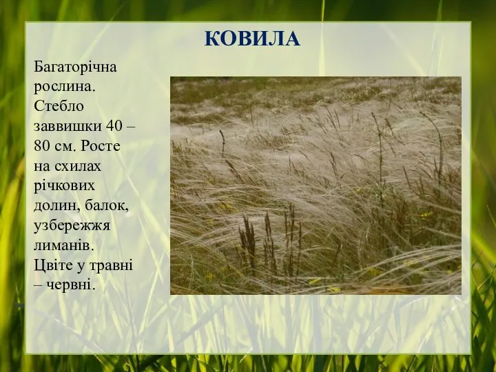 КОВИЛА Багаторічна рослина. Стебло заввишки 40 – 80 см. Росте на схилах річкових