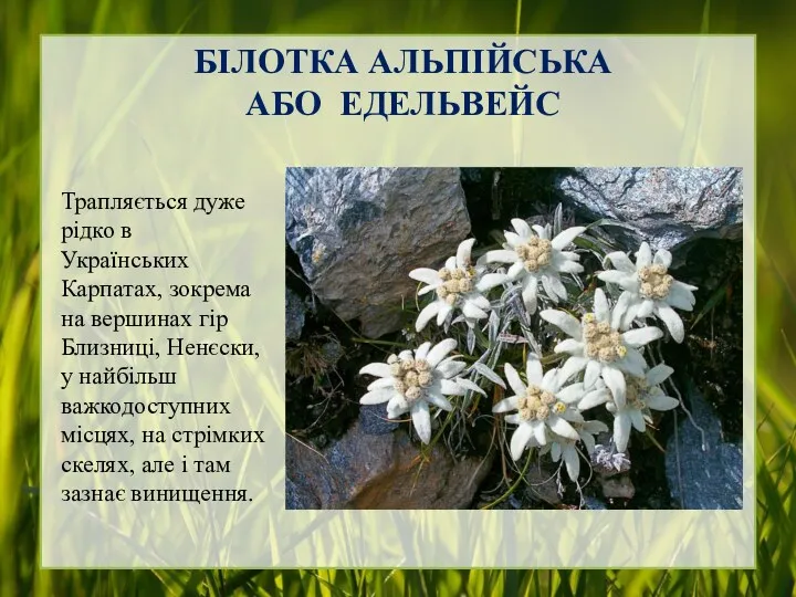 БІЛОТКА АЛЬПІЙСЬКА АБО ЕДЕЛЬВЕЙС Трапляється дуже рідко в Українських Карпатах,