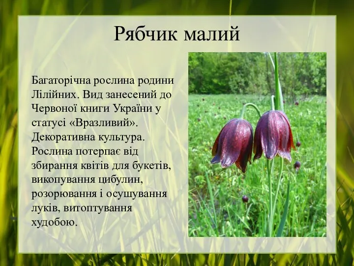 Рябчик малий Багаторічна рослина родини Лілійних. Вид занесений до Червоної