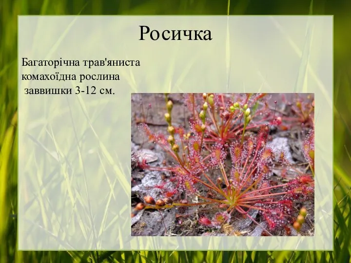 Росичка Багаторічна трав'яниста комахоїдна рослина заввишки 3-12 см.