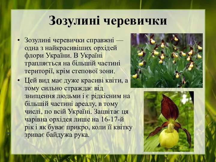 Зозулині черевички Зозулині черевички справжні — одна з найкрасивіших орхідей флори України. В