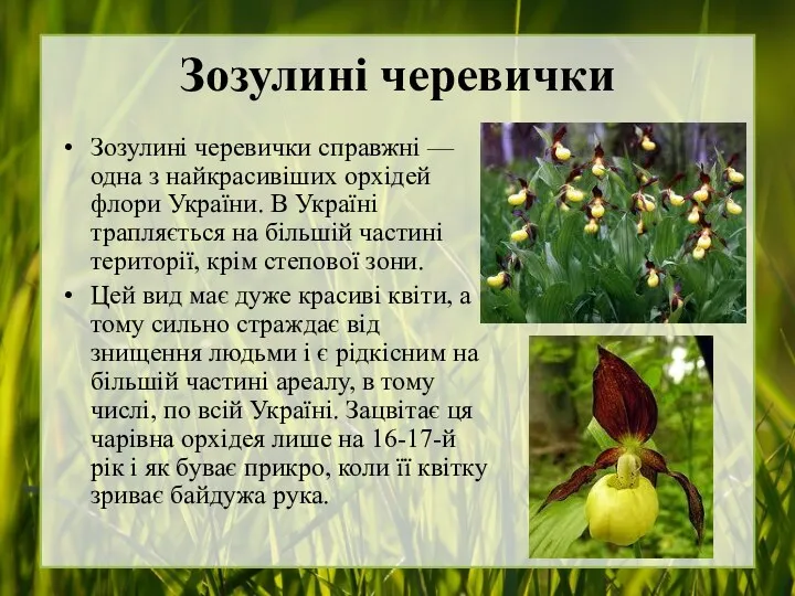 Зозулині черевички Зозулині черевички справжні — одна з найкрасивіших орхідей