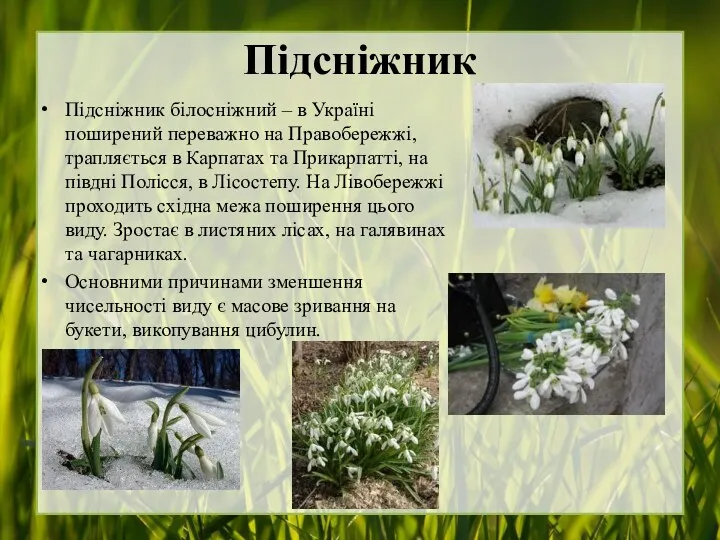Підсніжник Підсніжник білосніжний – в Україні поширений переважно на Правобережжі, трапляється в Карпатах