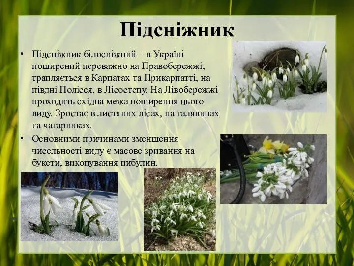 Підсніжник Підсніжник білосніжний – в Україні поширений переважно на Правобережжі,