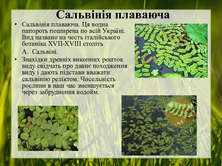 Сальвінія плаваюча Сальвінія плаваюча. Ця водна папороть поширена по всій Україні. Вид названо