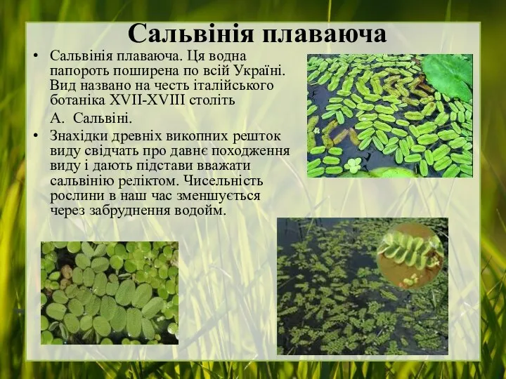 Сальвінія плаваюча Сальвінія плаваюча. Ця водна папороть поширена по всій