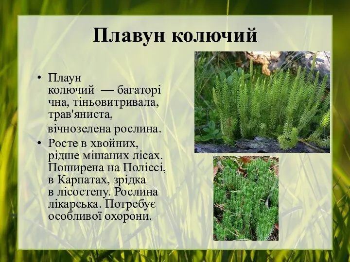Плавун колючий Плаун колючий — багаторічна, тіньовитривала, трав'яниста, вічнозелена рослина. Росте в хвойних,