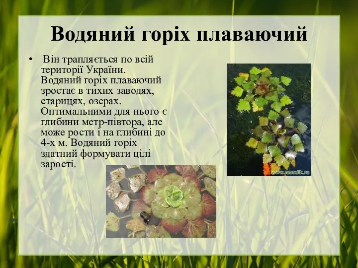 Водяний горіх плаваючий Він трапляється по всій території України. Водяний