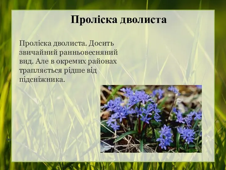 Проліска дволиста Проліска дволиста. Досить звичайний ранньовесняний вид. Але в окремих районах трапляється рідше від підсніжника.