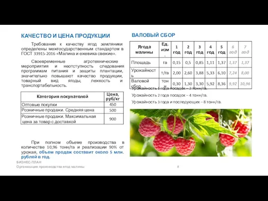 БИЗНЕС-ПЛАН Организация производства ягод малины 8 ВАЛОВЫЙ СБОР Урожайность 1