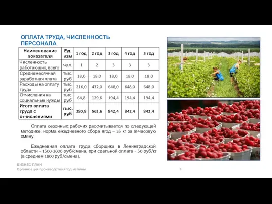 Оплата сезонных рабочих рассчитывается по следующей методике: норма ежедневного сбора